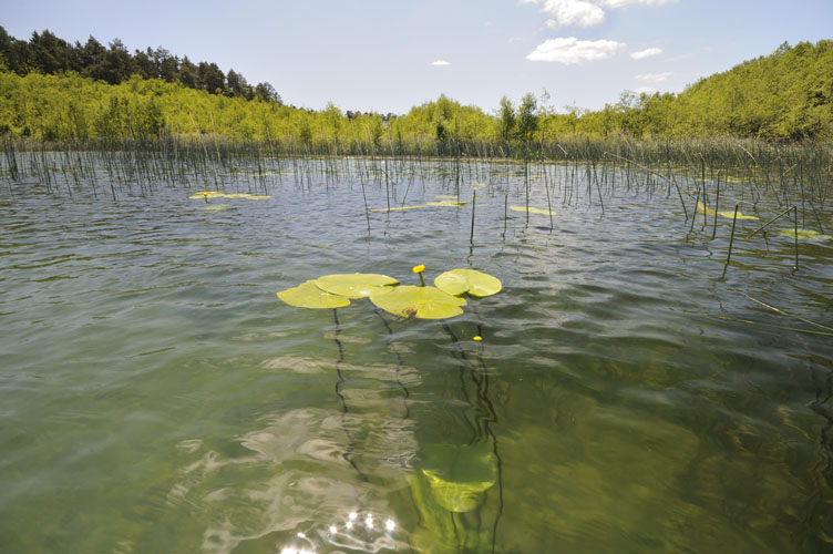 Nehmitzsee Südbecken
